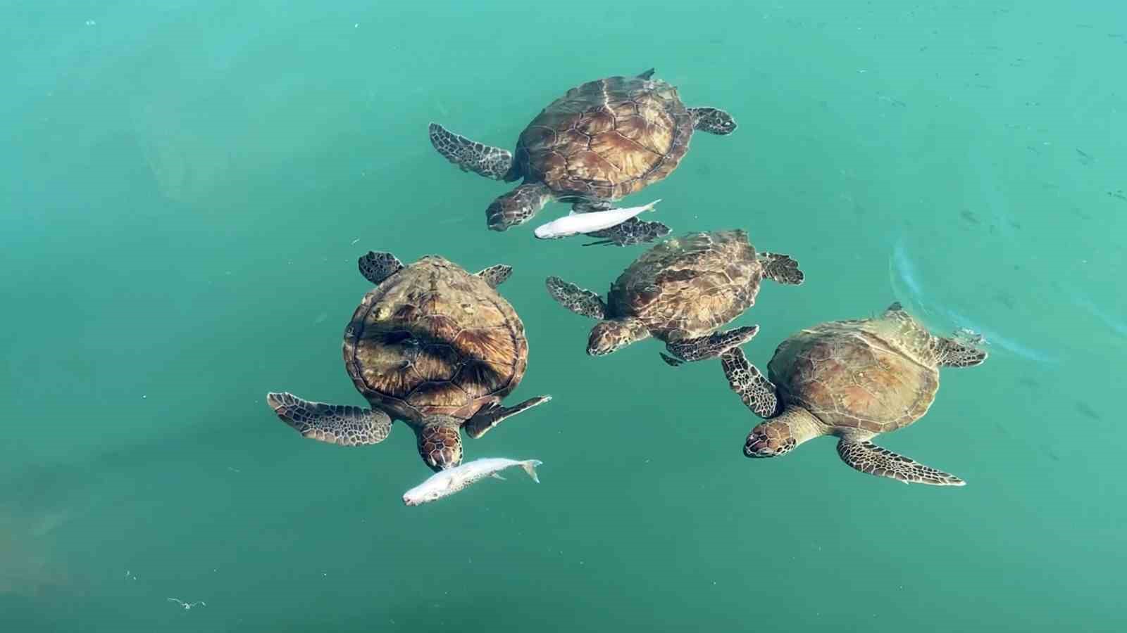 balikcilarin dostu goc etmeyen caretta carettalar limani mesken tuttu 5 gJavWASa