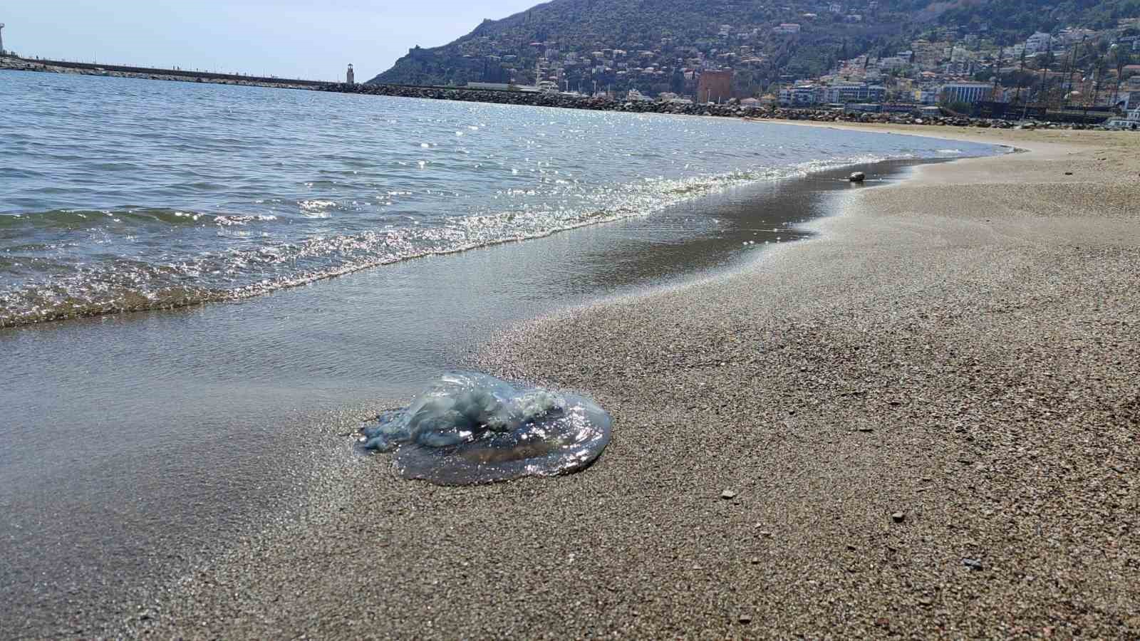 balikcilarin kabusu oldular attiklari aglara yuzlerce dev denizanasi takildi 7 q4DKQu7v