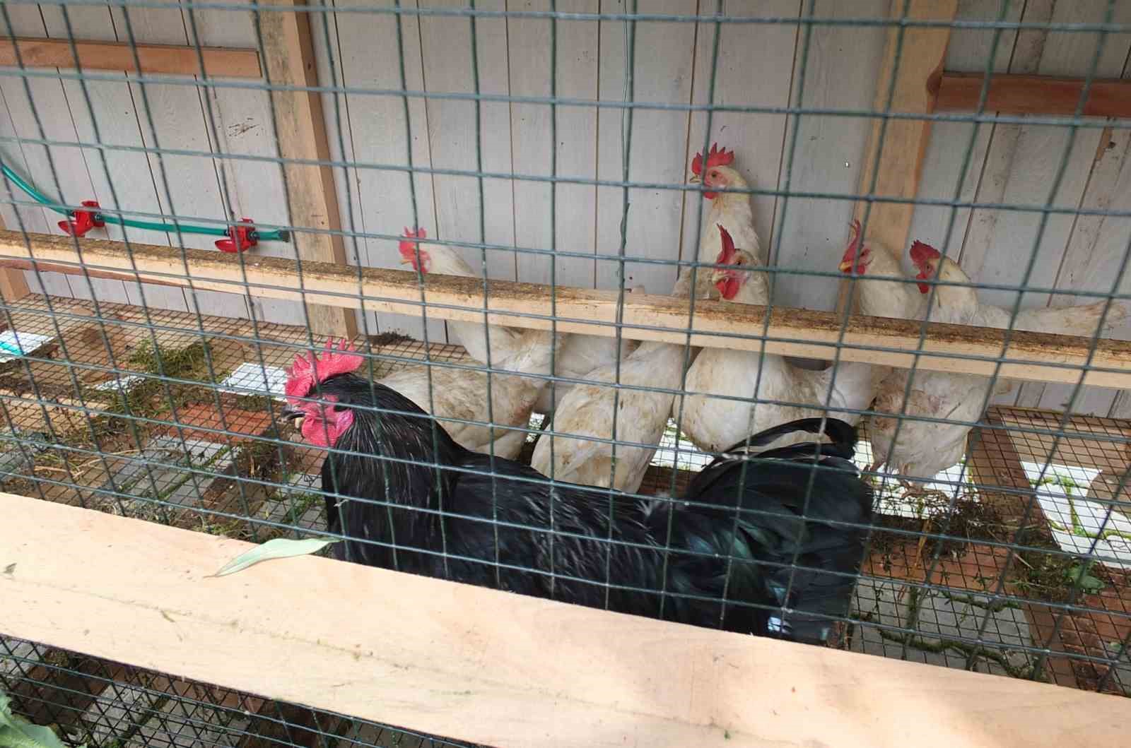 balikesirde bir bakkal gezen tavuk kumesi yapti 2