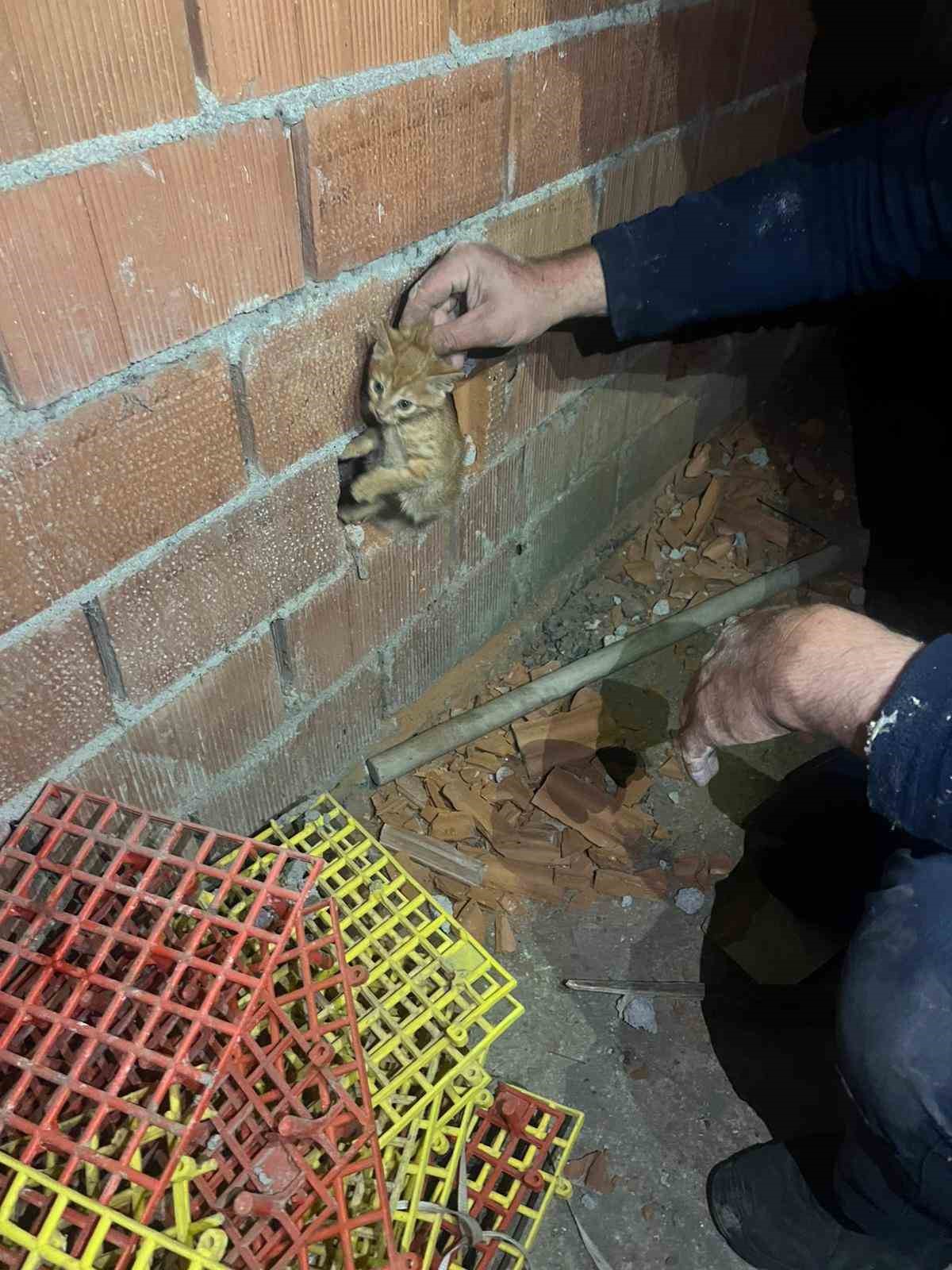 balikesirde duvar arasina sikisan yavru kediyi itfaiye kurtardi 0 qqW27Agk