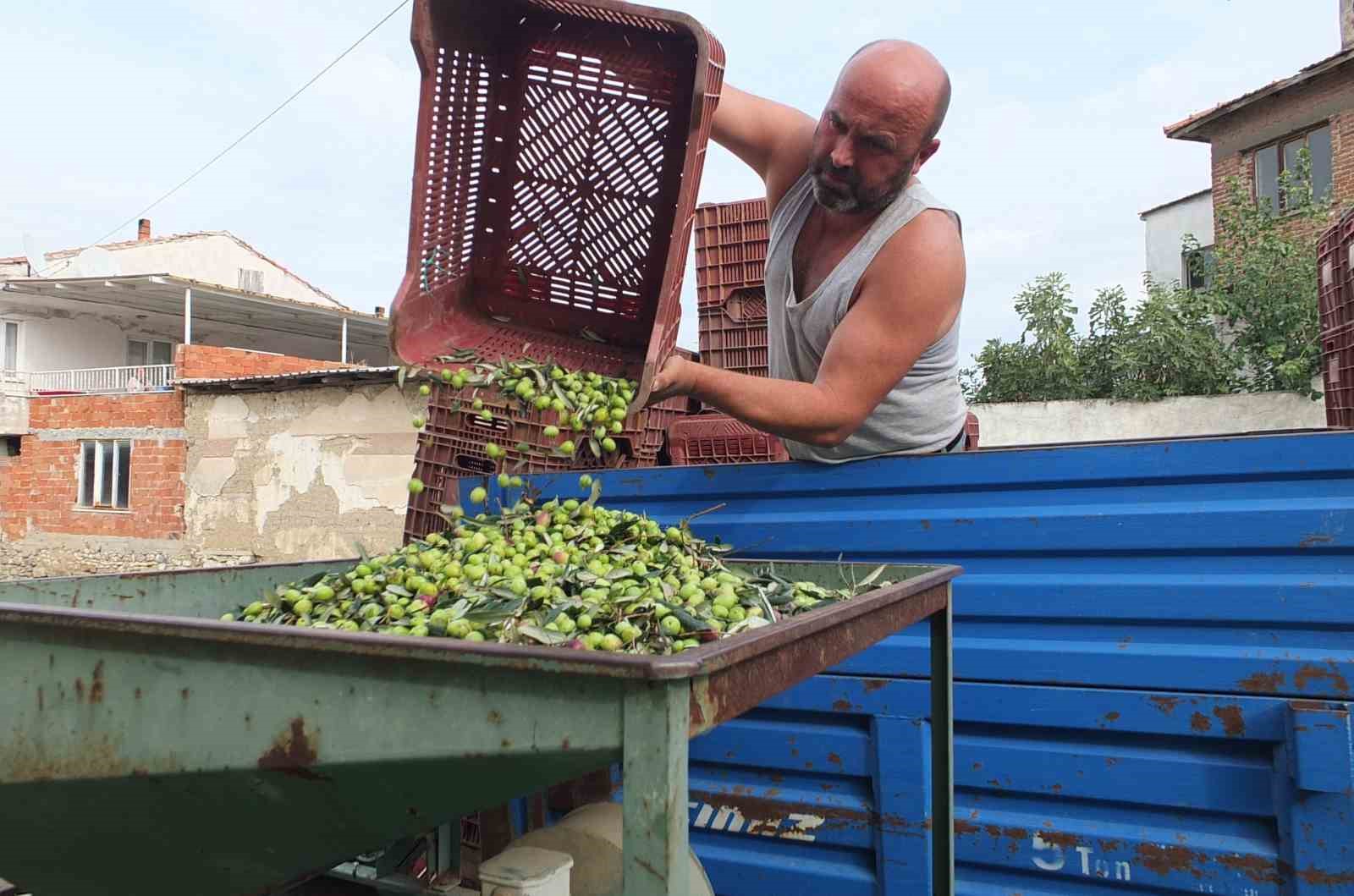 balikesirde elekler kuruldu yesil zeytin hasadi basladi 0 dNL9yN23