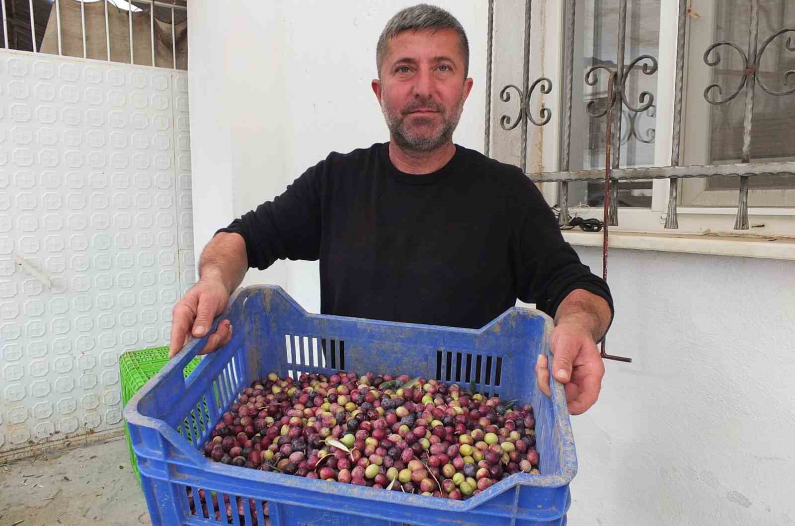 balikesirde elekler kuruldu yesil zeytin hasadi basladi 1 ZuEY4yPi