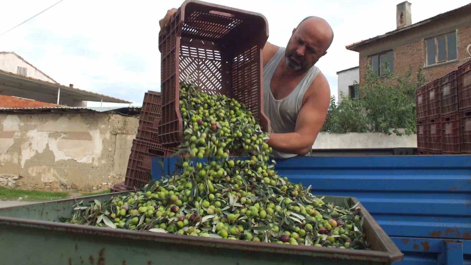 balikesirde elekler kuruldu yesil zeytin hasadi basladi 2 skTAc6LN
