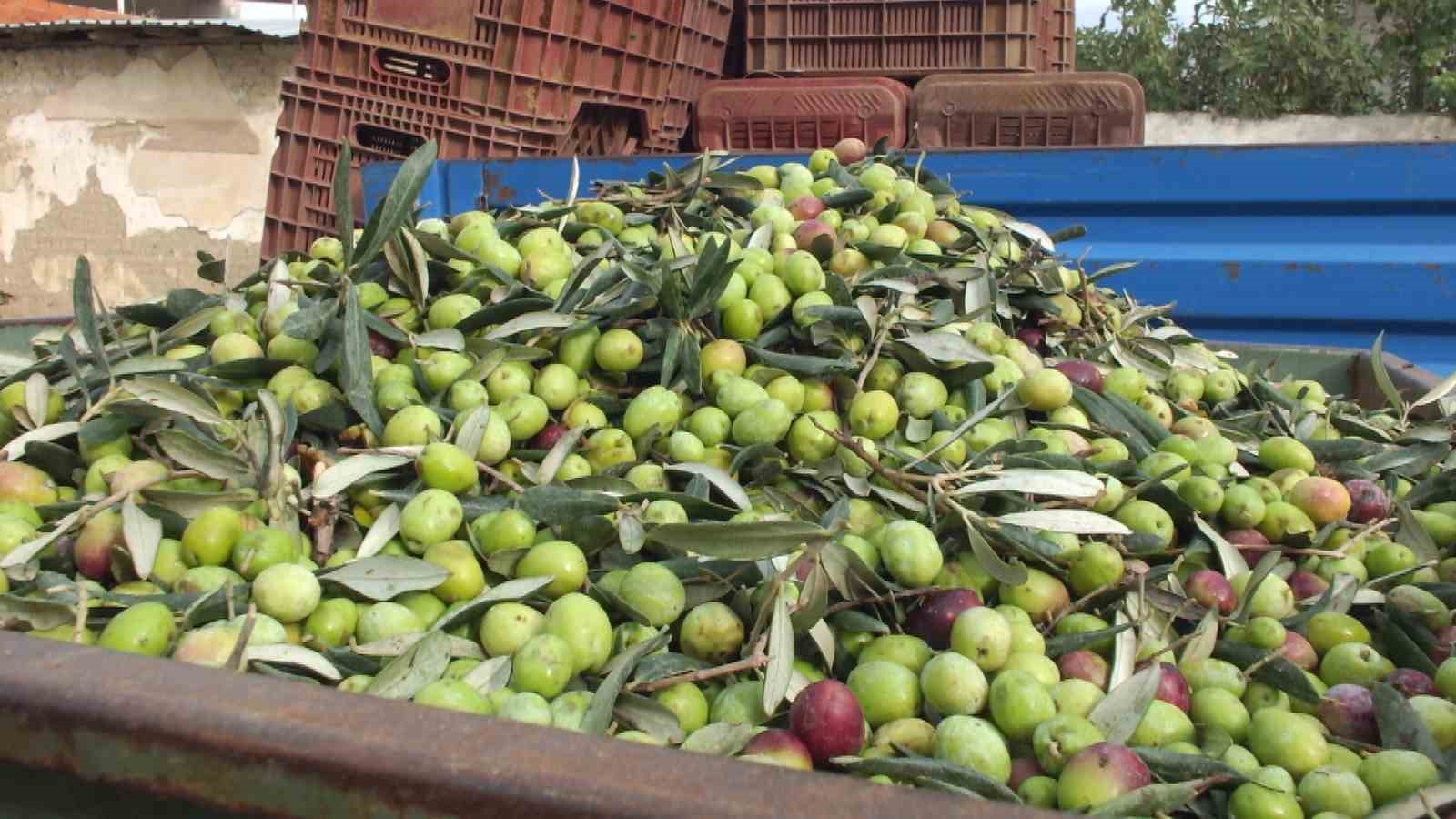 balikesirde elekler kuruldu yesil zeytin hasadi basladi 3 MvmCOtOI