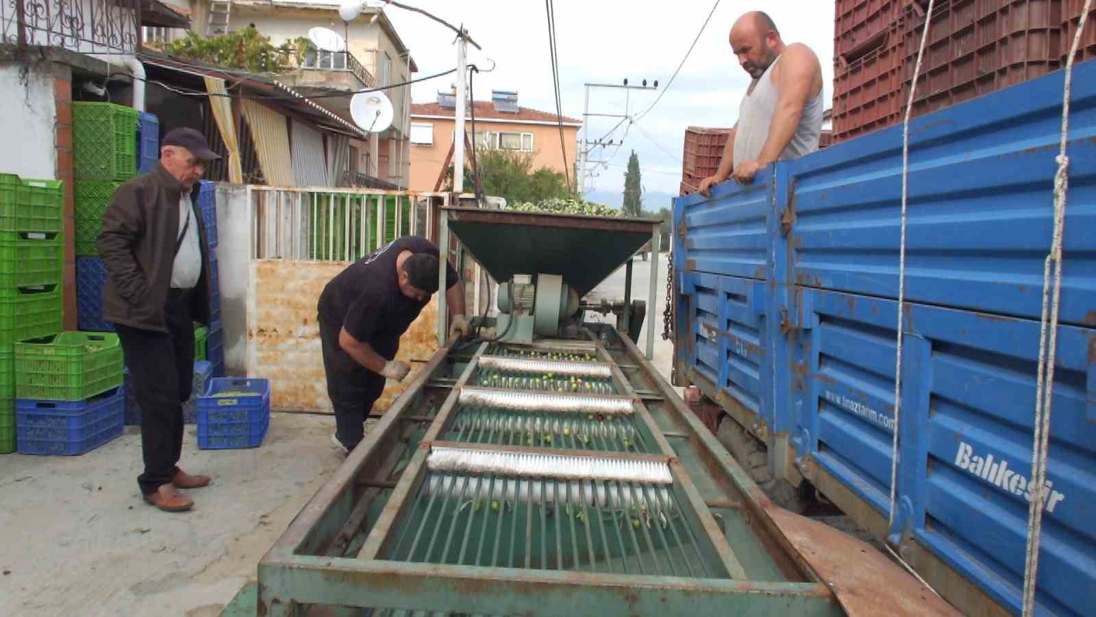 balikesirde elekler kuruldu yesil zeytin hasadi basladi 4 qGeTRsIk