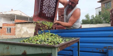 balikesirde-elekler-kuruldu-yesil-zeytin-hasadi-basladi-vFa6NqZd.jpg