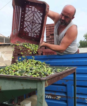 balikesirde-elekler-kuruldu-yesil-zeytin-hasadi-basladi-vFa6NqZd.jpg