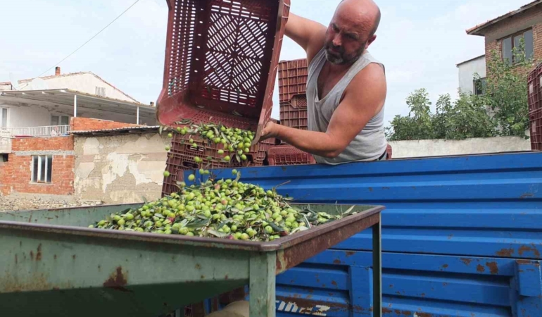 balikesirde-elekler-kuruldu-yesil-zeytin-hasadi-basladi-vFa6NqZd.jpg