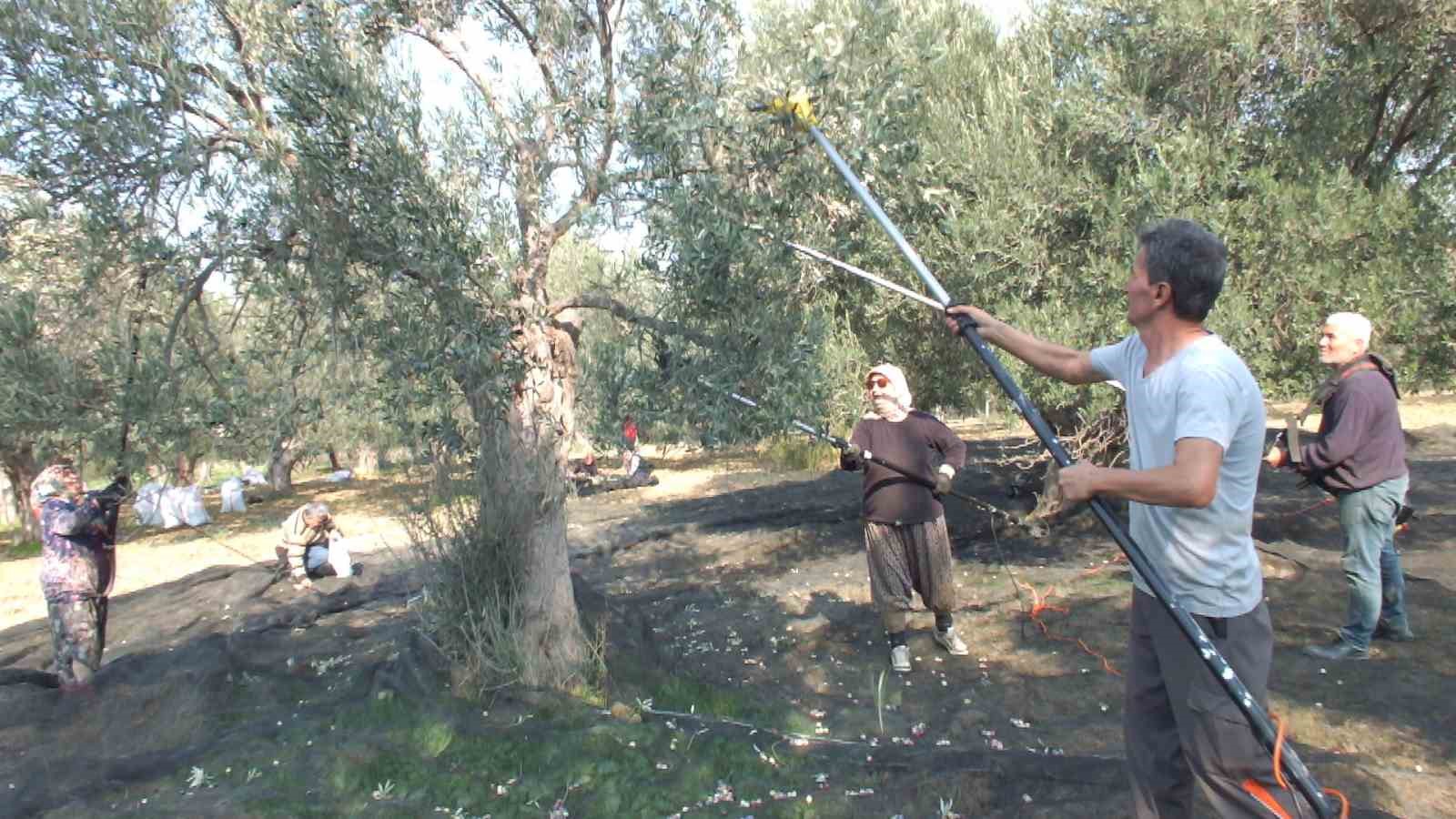 balikesirde makineli hasat zeytinde verimi artiriyor 0 phEtJAlm