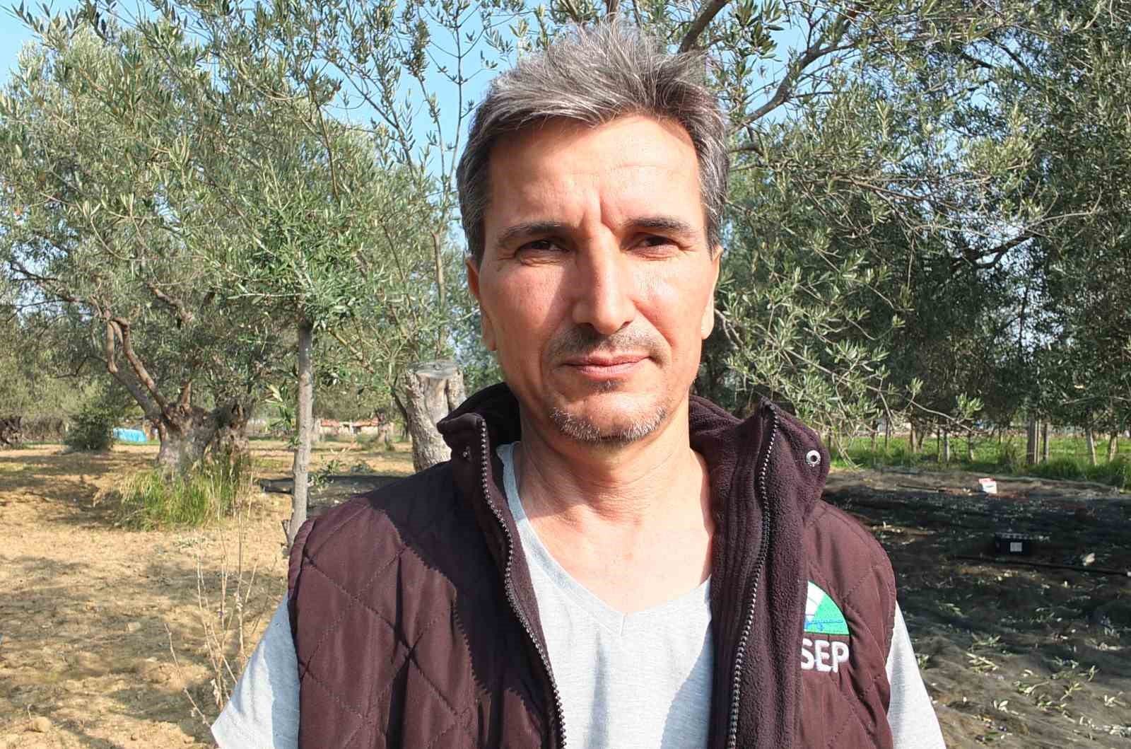 balikesirde makineli hasat zeytinde verimi artiriyor 1