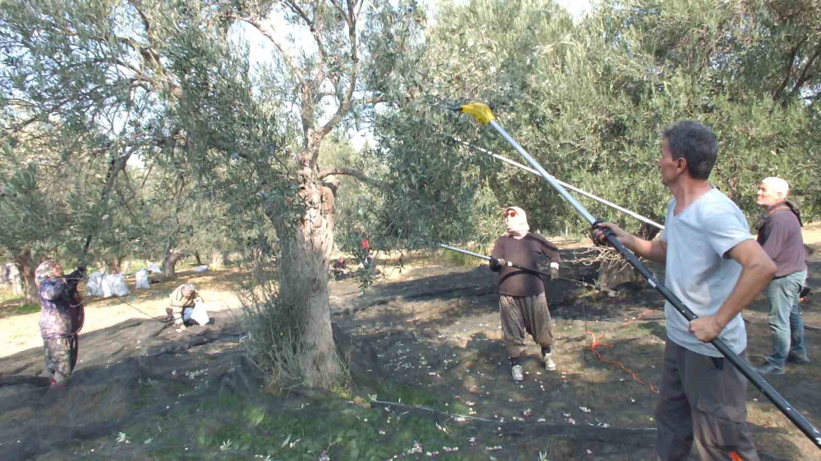 balikesirde makineli hasat zeytinde verimi artiriyor 2