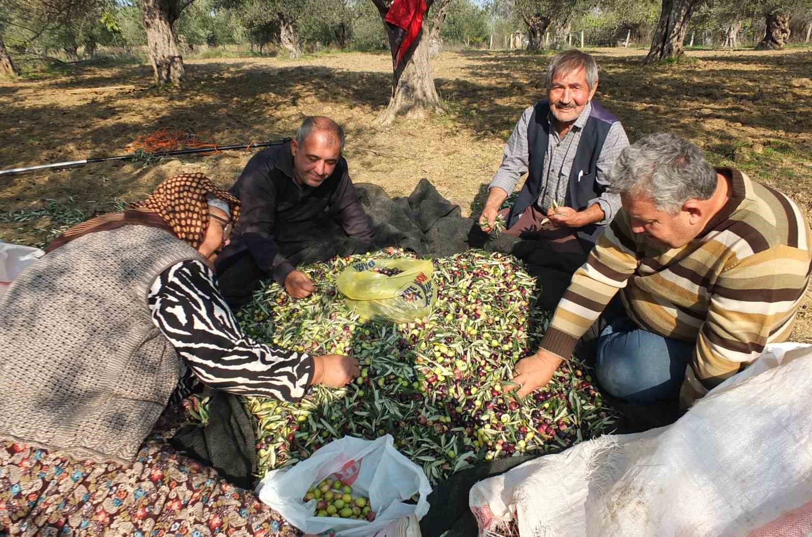 balikesirde makineli hasat zeytinde verimi artiriyor 3 9ieMEu3y