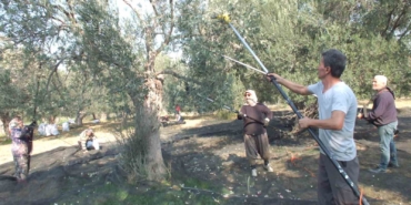 balikesirde-makineli-hasat-zeytinde-verimi-artiriyor-eZDjTQQf.jpg