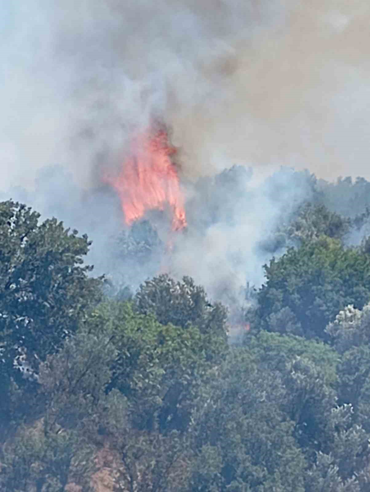 balikesirdeki aniz yangini kontrol altina alindi 0 iRKXTuMZ