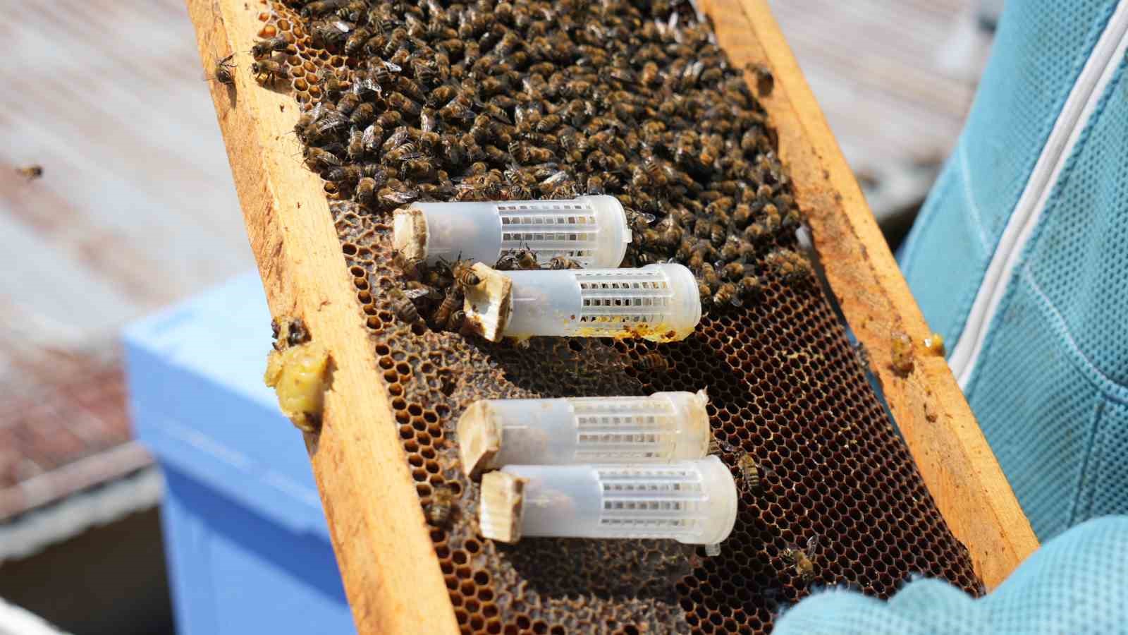 balin kraliceleri bin 200 endemik bitkinin ortasinda yetistiriliyor 350 kolonilik mesai 1 ydE5Xyip