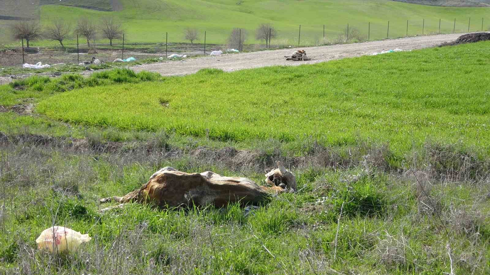 baraj icerisine ve ulu orta atilan buyukbas hayvan lesleri pes dedirtti 3 gBIeMUpE