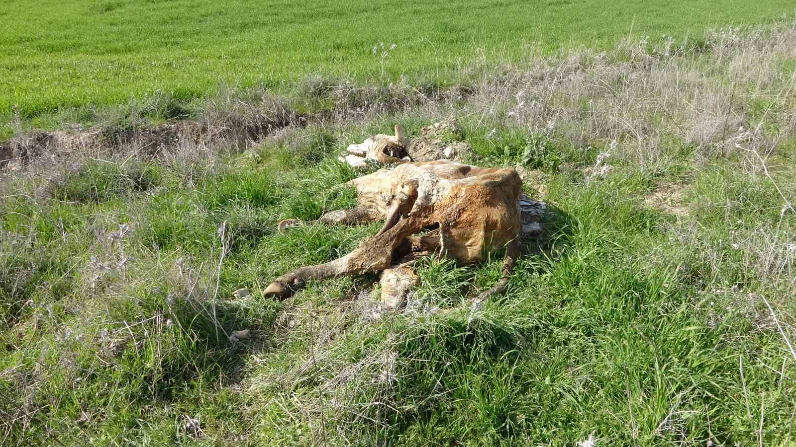 baraj icerisine ve ulu orta atilan buyukbas hayvan lesleri pes dedirtti 4 fg8srspm