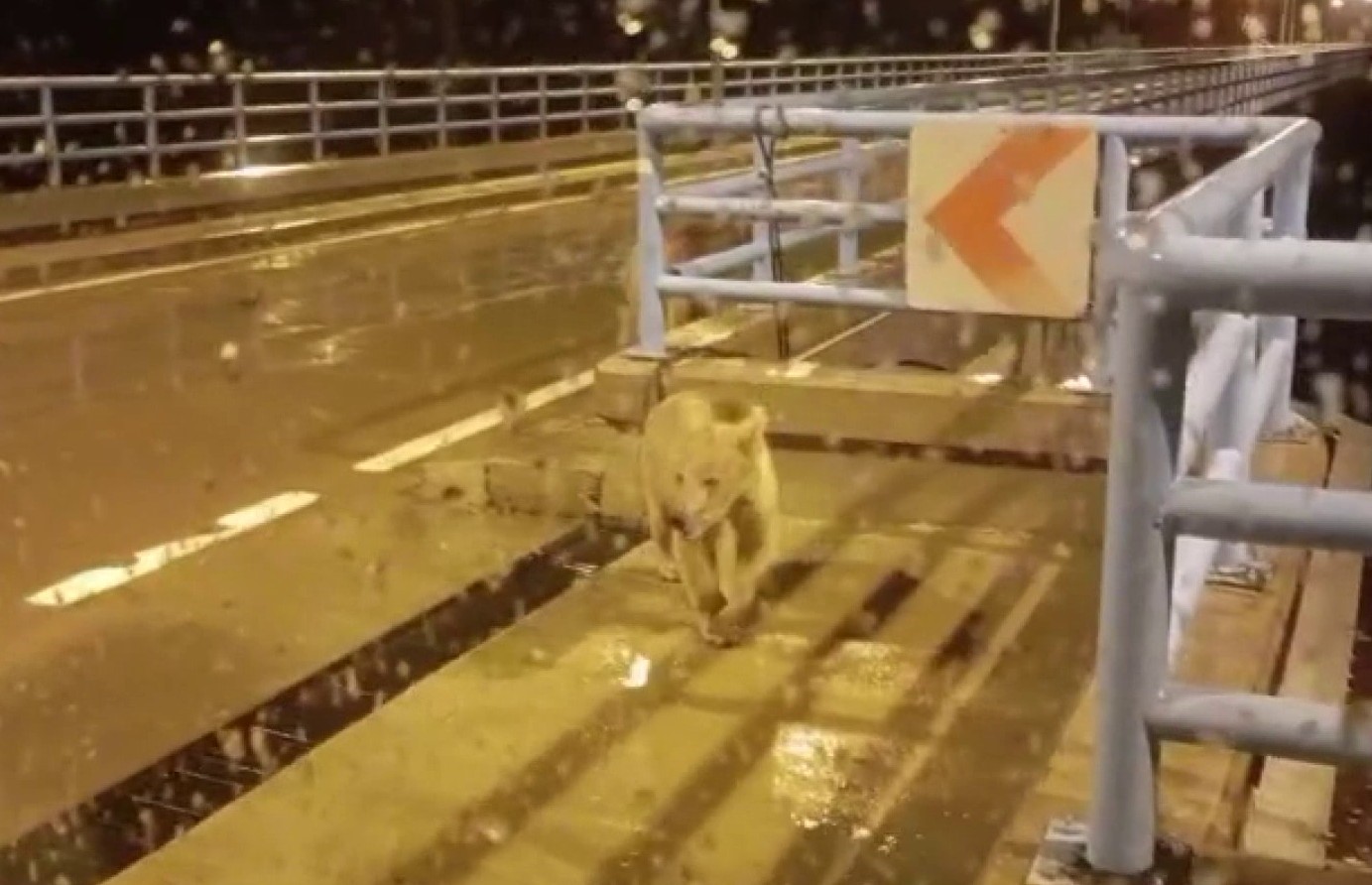 barajda gece nobeti tutan guvenlikciye iki ayi yavrusu surprizi 1 Yz5CRROm