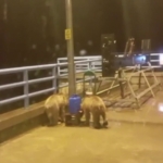 barajda-gece-nobeti-tutan-guvenlikciye-iki-ayi-yavrusu-surprizi-nn1SmSf2.jpg