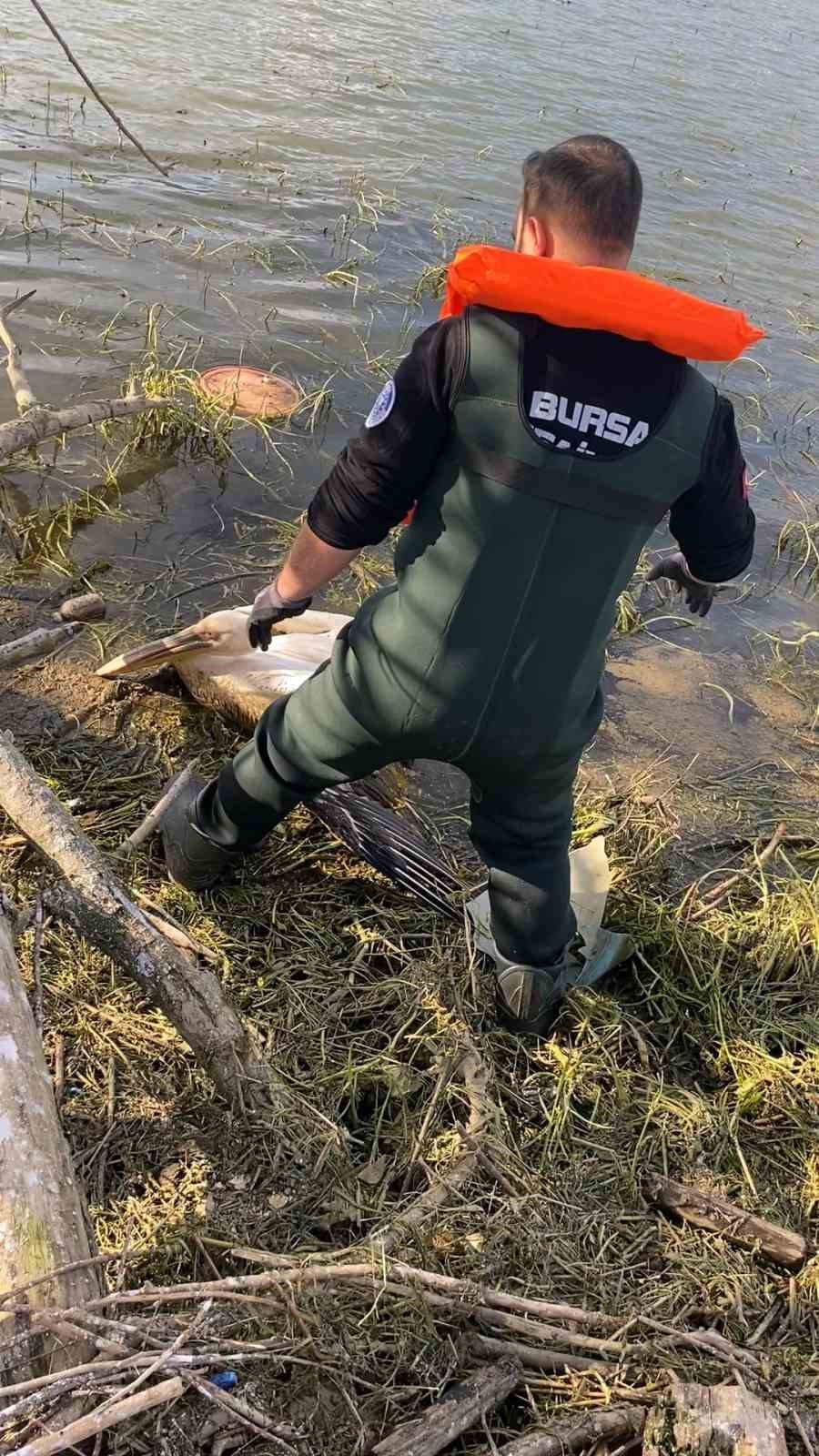 barajda mahsur kalan pelikan boyle kurtarildi 10 qkr9JENh