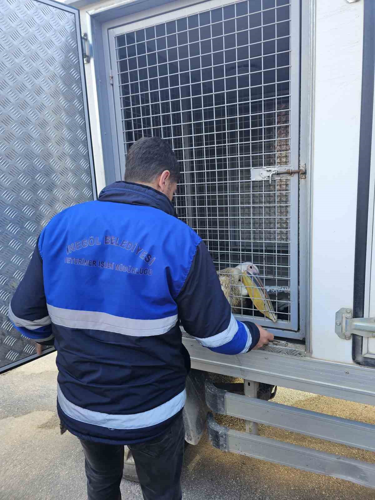 barajda mahsur kalan pelikan boyle kurtarildi 8 O9egjh56
