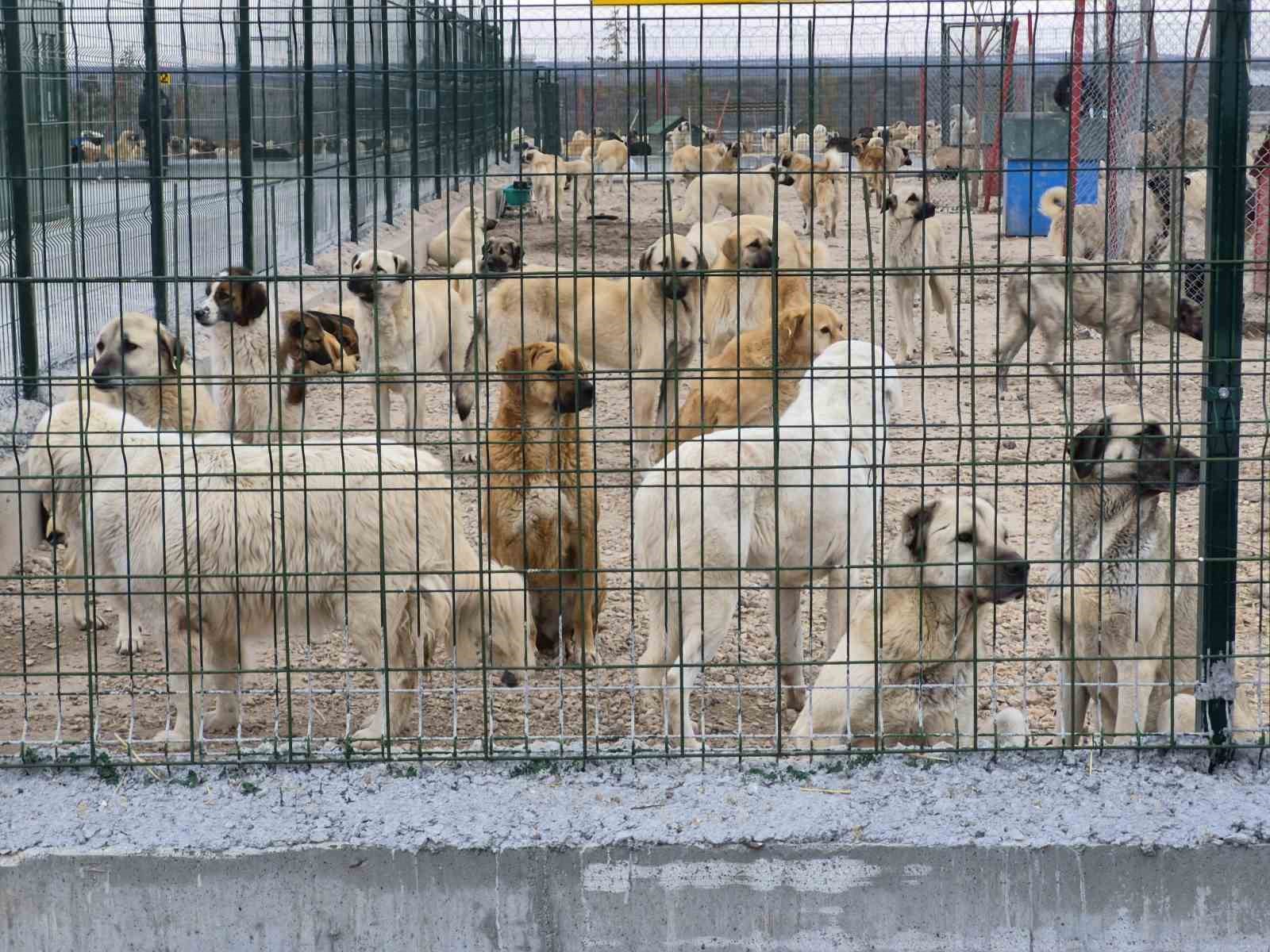 barinakta ac ve susuz birakilan kopeklerin birbirini parcaladigi iddiasi 0 a3I3yWMi