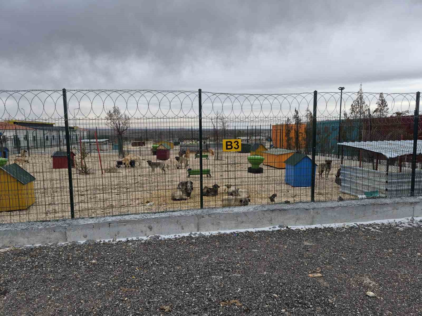 barinakta ac ve susuz birakilan kopeklerin birbirini parcaladigi iddiasi 2 nqmV2RdH