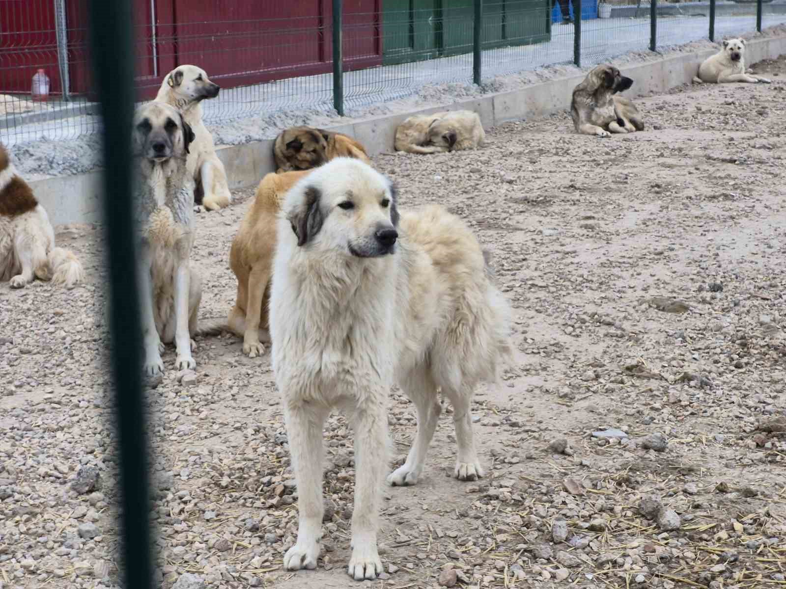 barinakta ac ve susuz birakilan kopeklerin birbirini parcaladigi iddiasi 3 Imb8Cf8B