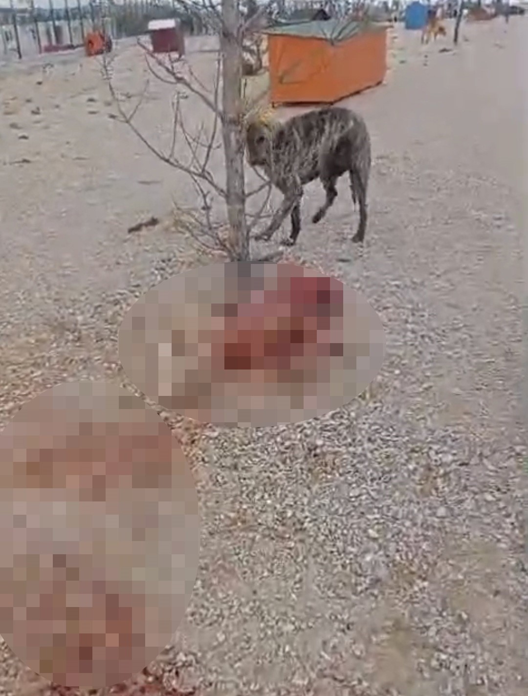 barinakta ac ve susuz birakilan kopeklerin birbirini parcaladigi iddiasi 6 SPXRNAsG