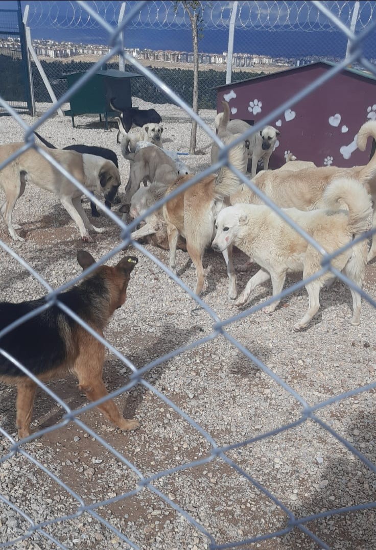 barinakta ac ve susuz birakilan kopeklerin birbirini parcaladigi iddiasi 7 kFvZFzIX