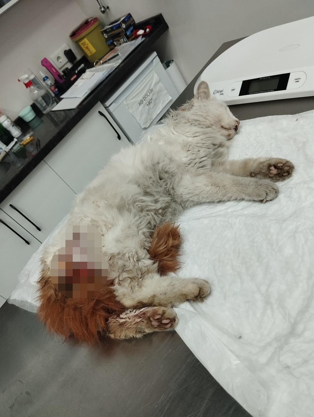 basaksehirde basibos kopeklerin saldirdigi kedi oldu 3