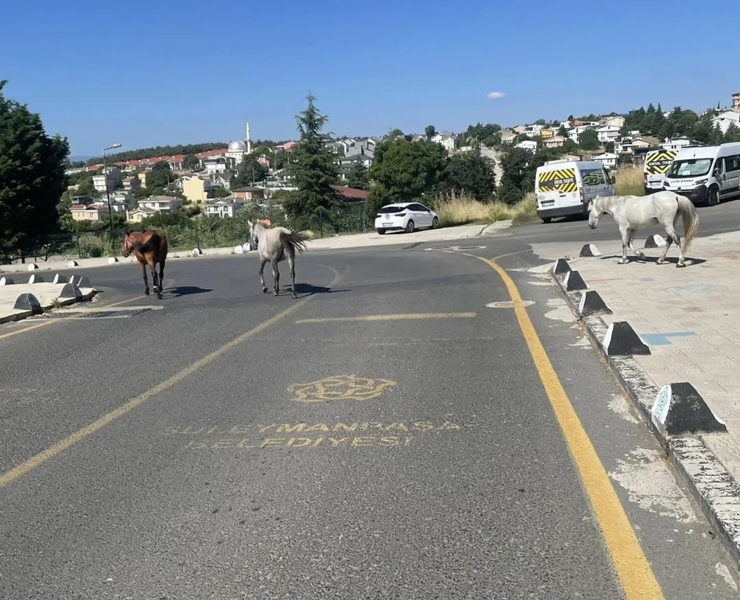 Başıboş atlar mahalle sakinlerini tedirgin ediyor 4 basibos atlar mahalle sakinlerini tedirgin ediyor 0 WTdO1yOR