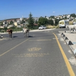 basibos-atlar-mahalle-sakinlerini-tedirgin-ediyor-X4LG34PY.jpg