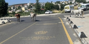 basibos-atlar-mahalle-sakinlerini-tedirgin-ediyor-X4LG34PY.jpg