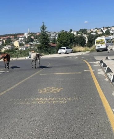 basibos-atlar-mahalle-sakinlerini-tedirgin-ediyor-X4LG34PY.jpg