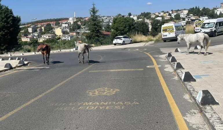 basibos-atlar-mahalle-sakinlerini-tedirgin-ediyor-X4LG34PY.jpg