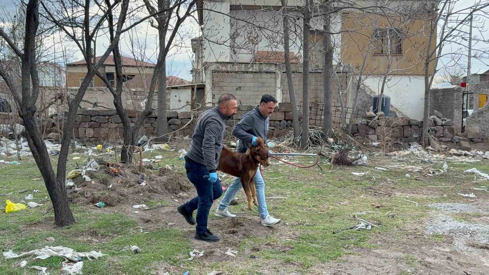 basibos kopegin saldirdigi 3 yasindaki cocuk agir yaralandi 0 aD6Y3Nn2