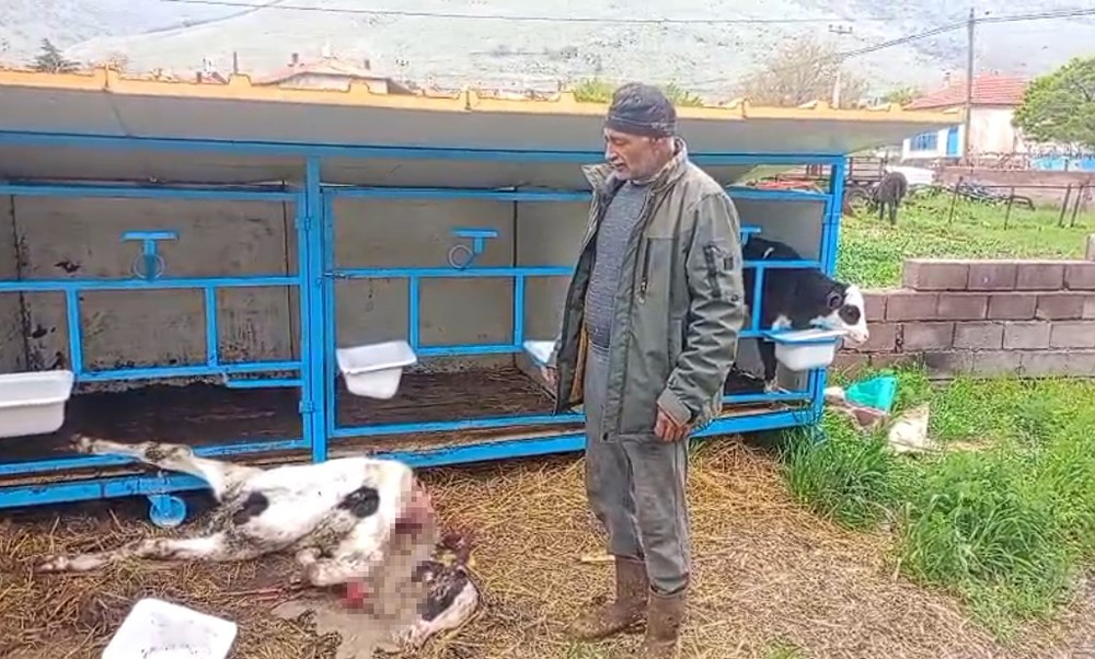 basibos kopekler buzagiyi parcaladi 0
