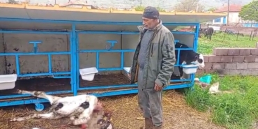 basibos-kopekler-buzagiyi-parcaladi-Rpdn4Cce.jpg