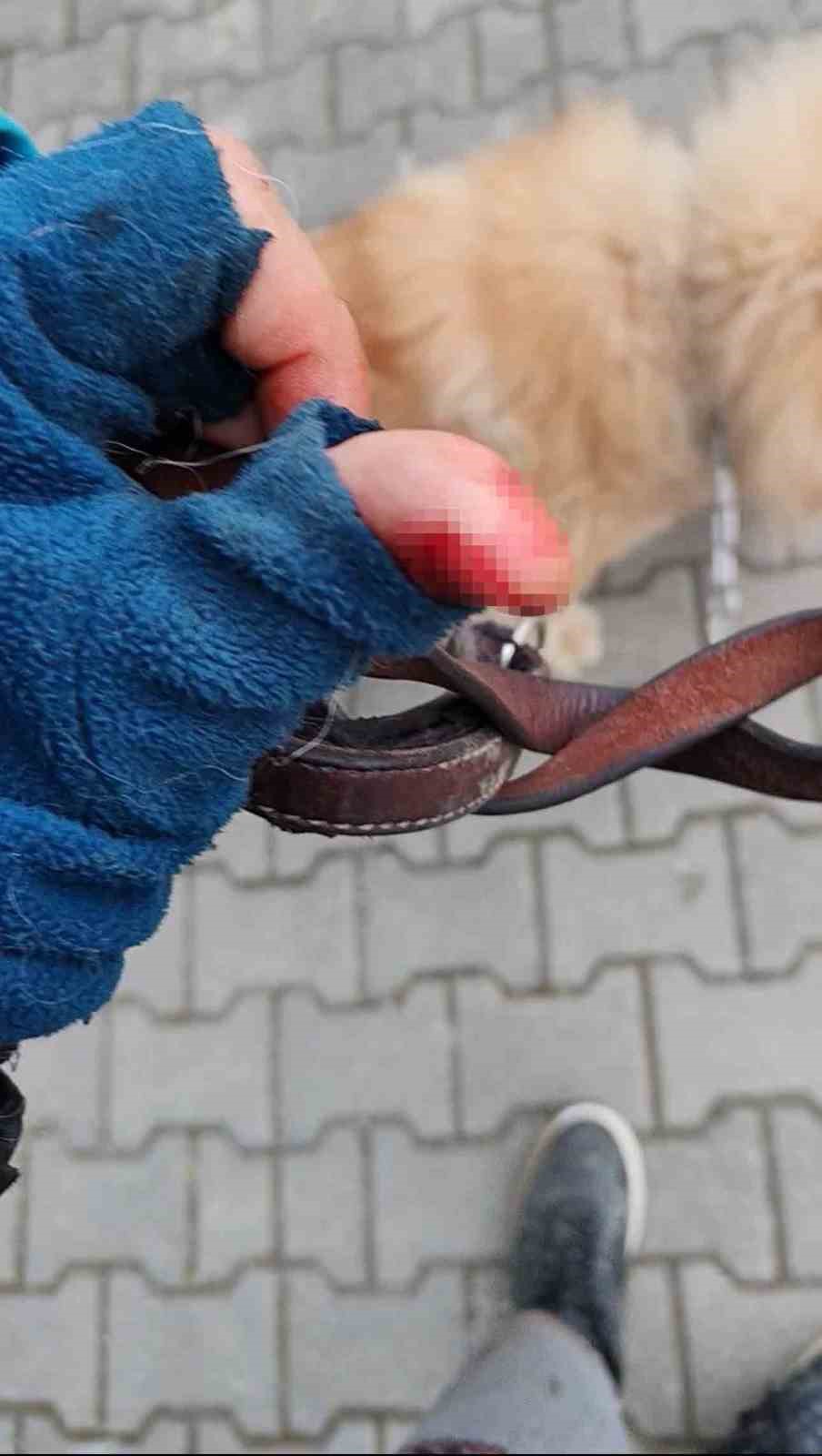 basibos pitbull vatandas ile kopegine dehseti yasatti 2