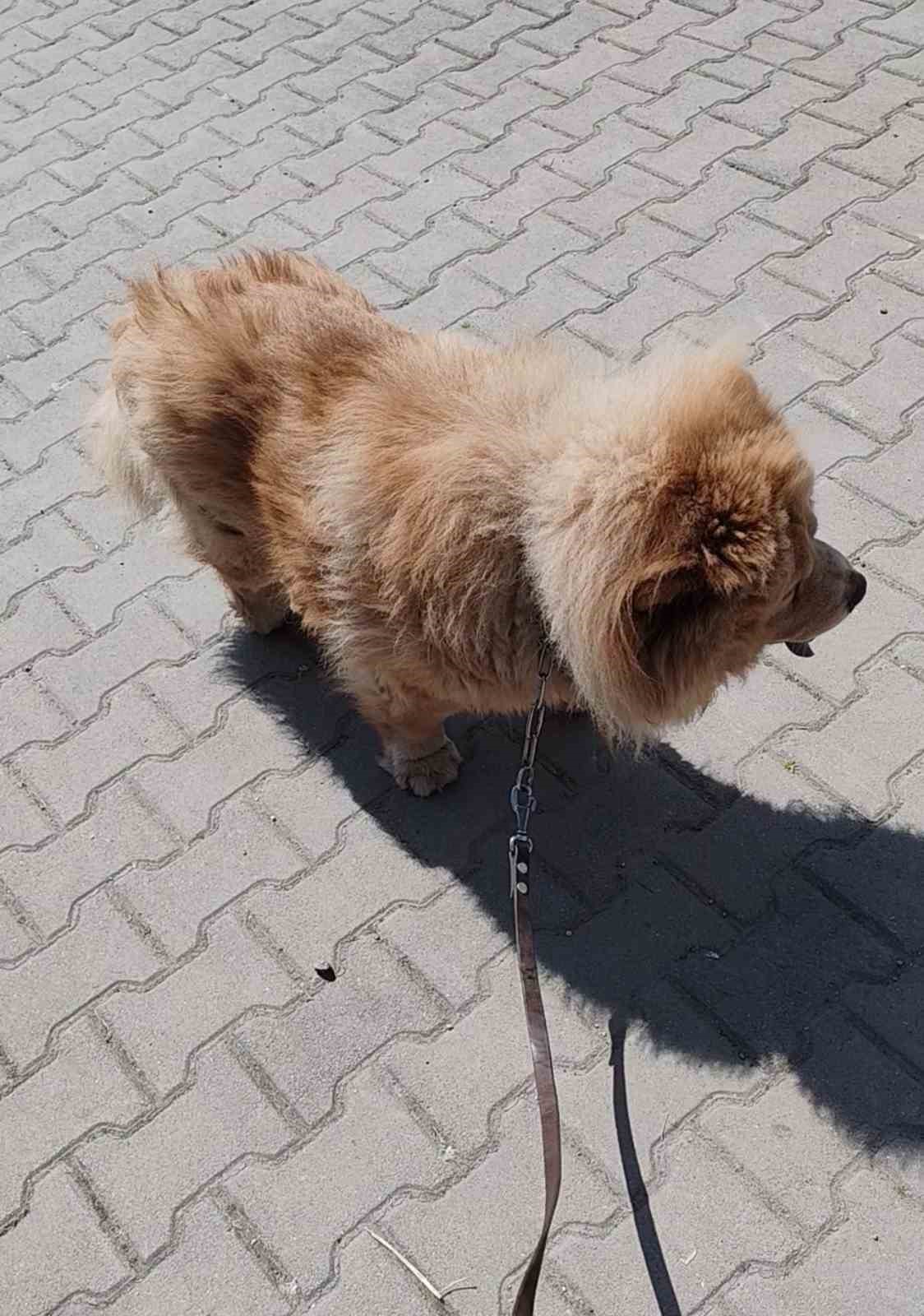 basibos pitbull vatandas ile kopegine dehseti yasatti 3