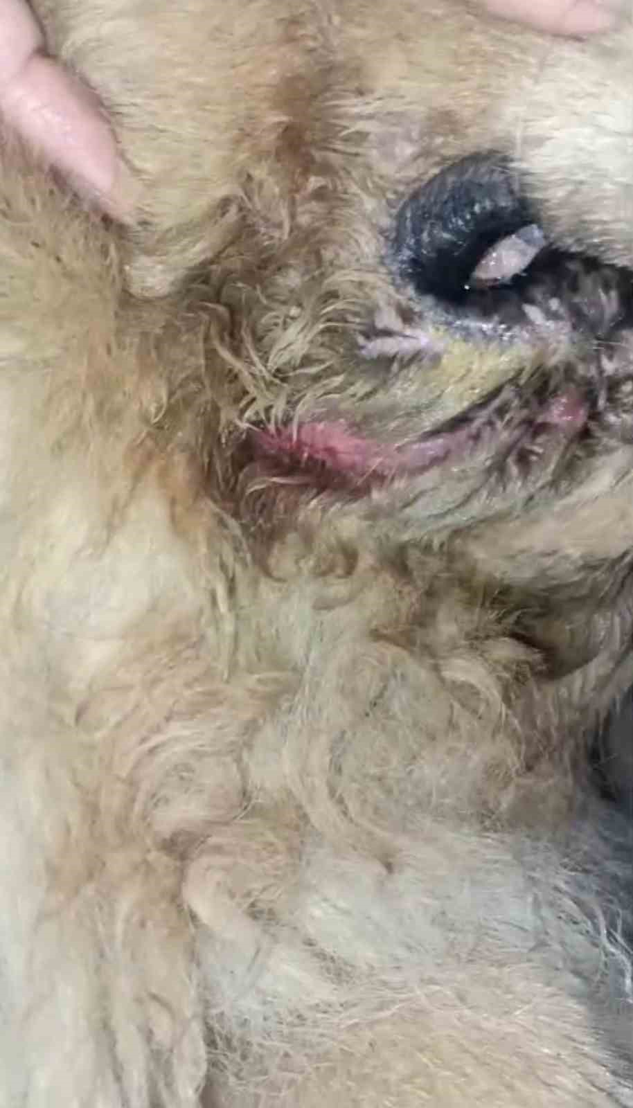 basibos pitbull vatandas ile kopegine dehseti yasatti 4 n1Rwwh4V