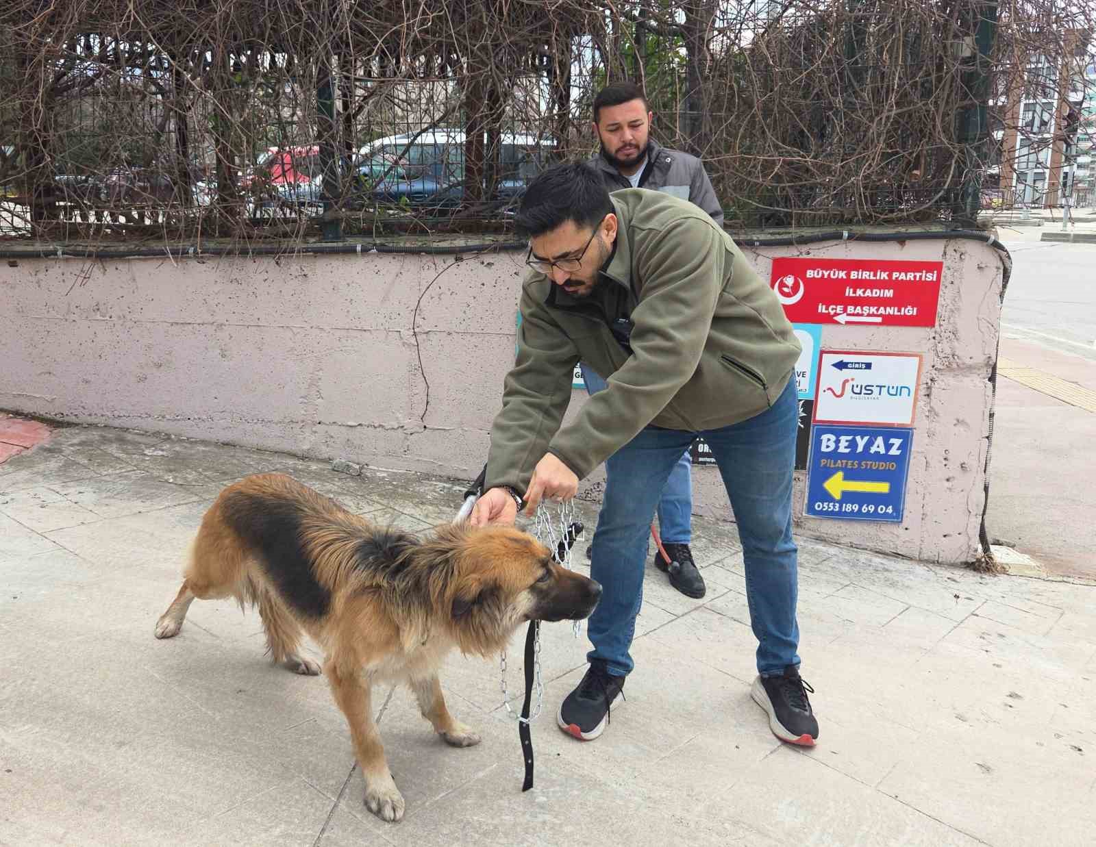 basibos sokak kopekleri toplanarak barinaga goturuldu 0 II6jRHKU