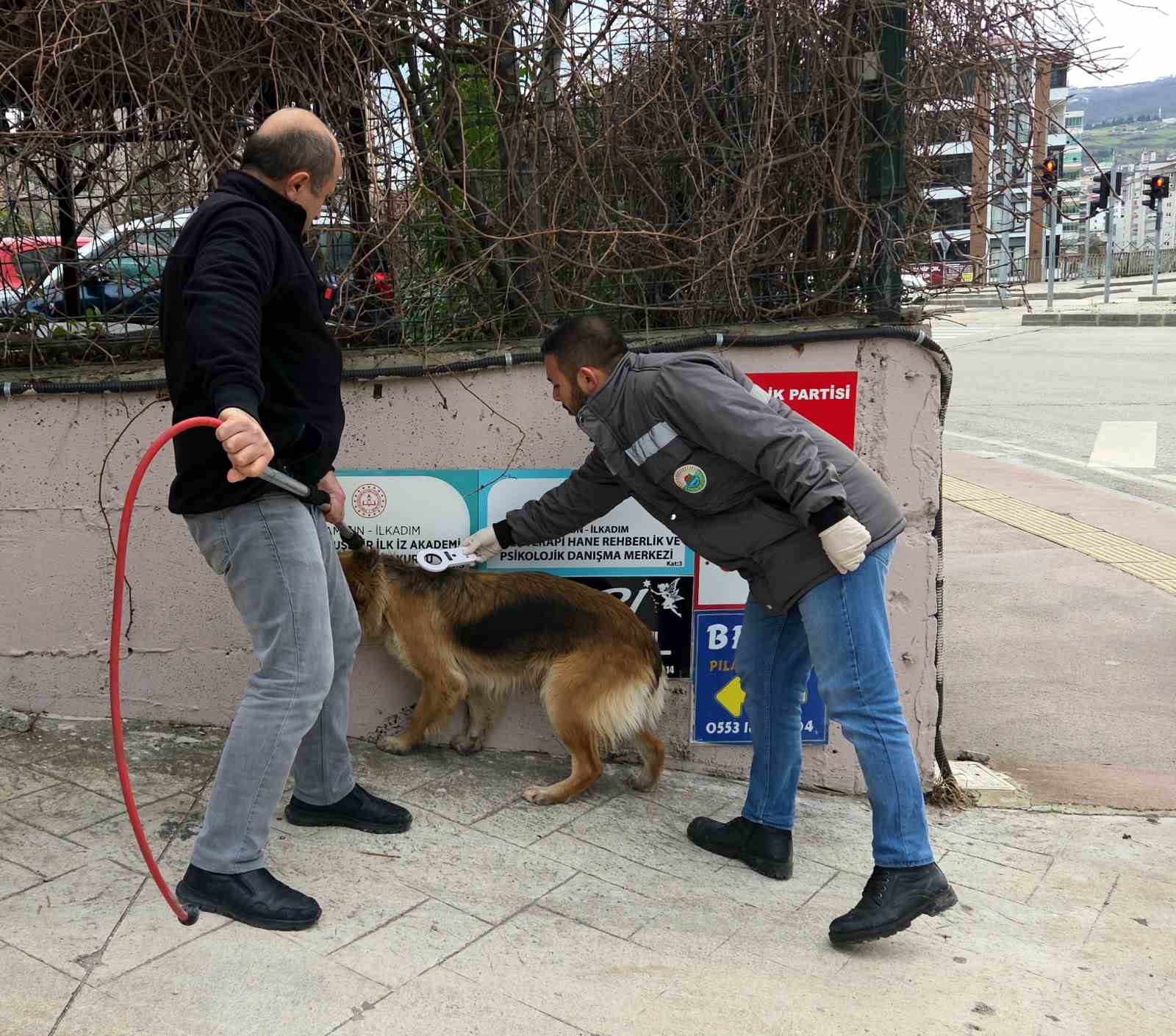 basibos sokak kopekleri toplanarak barinaga goturuldu 1 e4uWe3ZD