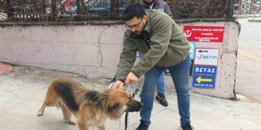 basibos-sokak-kopekleri-toplanarak-barinaga-goturuldu-Txd8ZK3K.jpg