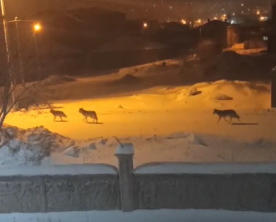 baskalede ac kalan kurtlar ilceye indi 3 RLKj62eD