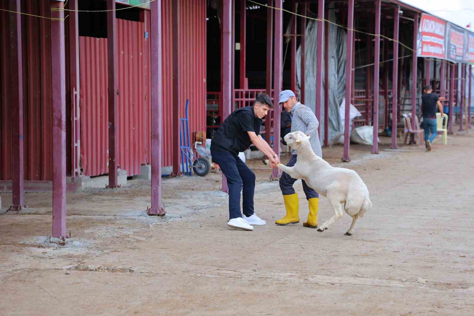 baskan gorgel 8 bin 250 kucukbas 200 buyukbas hayvan satista 3 XAGclWSD