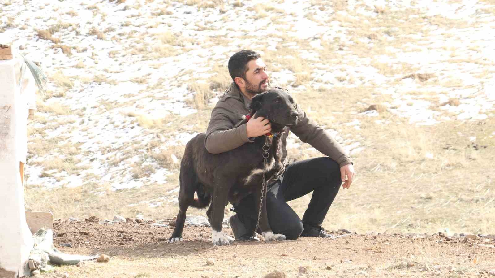 baskentin siyah bekcileri haymana karasi 12 hsysgBZR