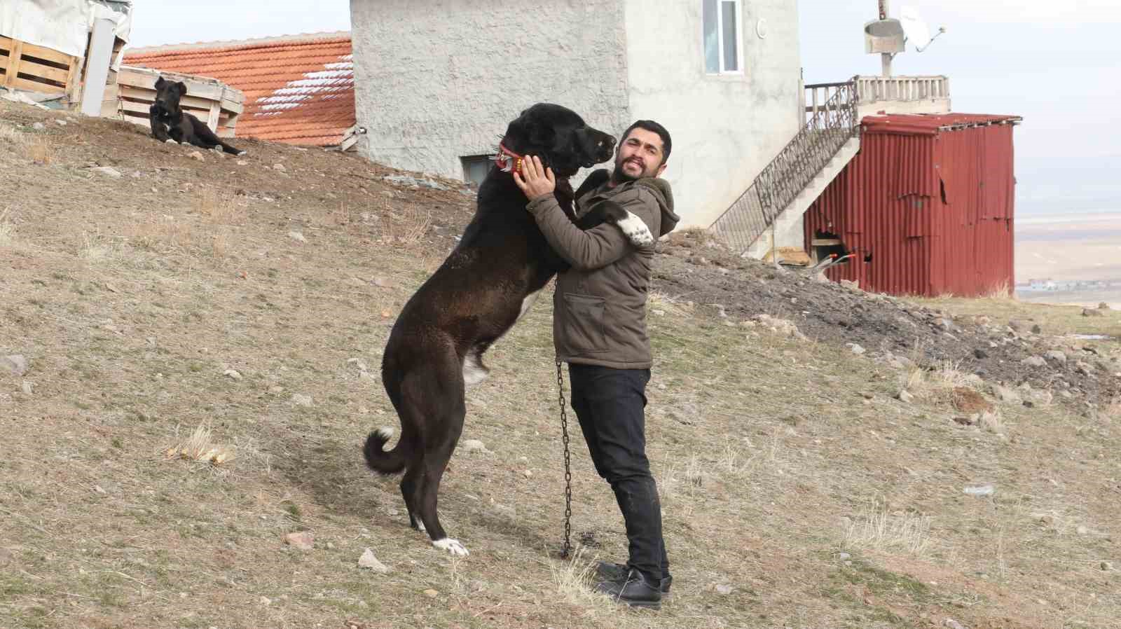 baskentin siyah bekcileri haymana karasi 18 MPSvd92O