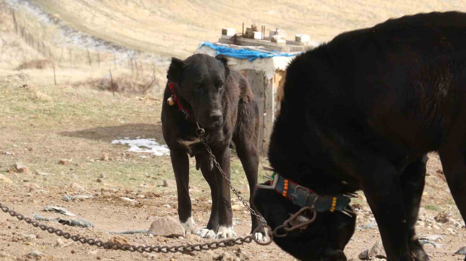 baskentin siyah bekcileri haymana karasi 19 Gk8Fj5IK